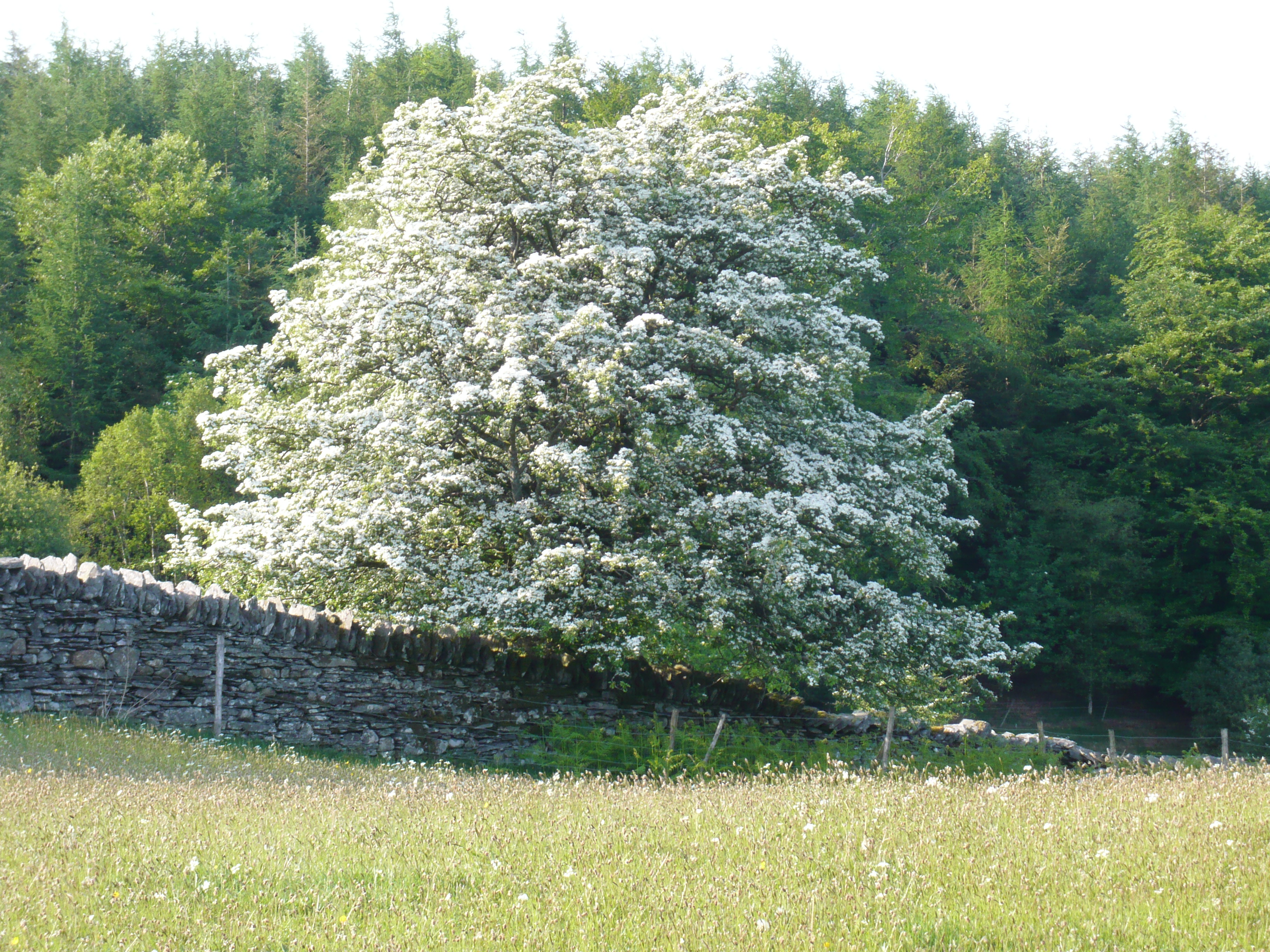 Yewfield is set in over 80 acres of grounds with lovely walks onto Tarn Hows